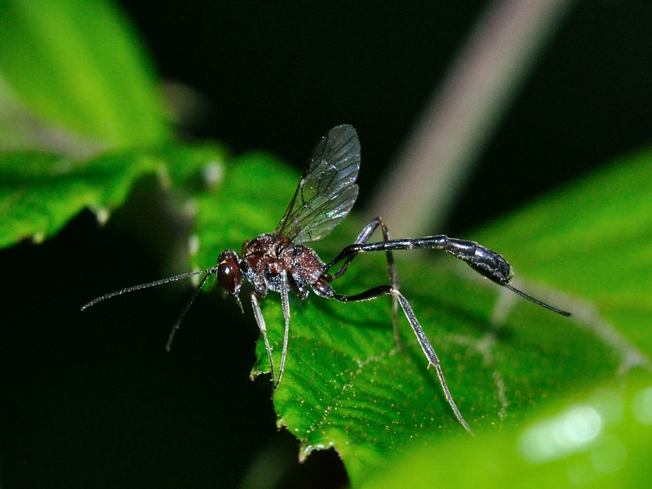 Ichneumonidae ?